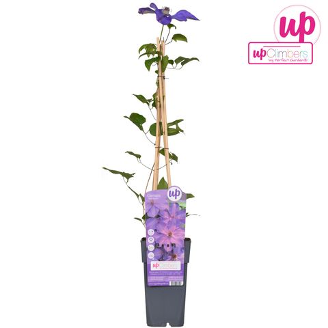 Clematis 'Elsa Späth'