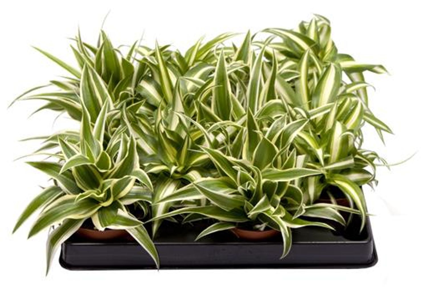 Chlorophytum comosum 'Ocean'  Pflanzengrohandel FlorAccess