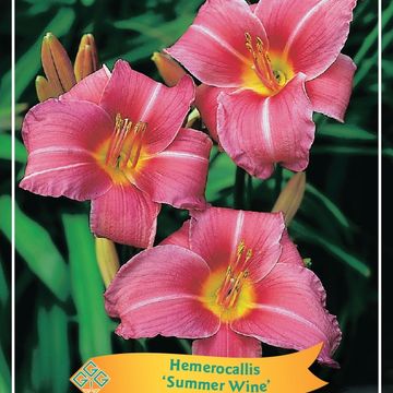 Hemerocallis 'Summer Wine'