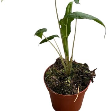 Alocasia portei 'Zebra'