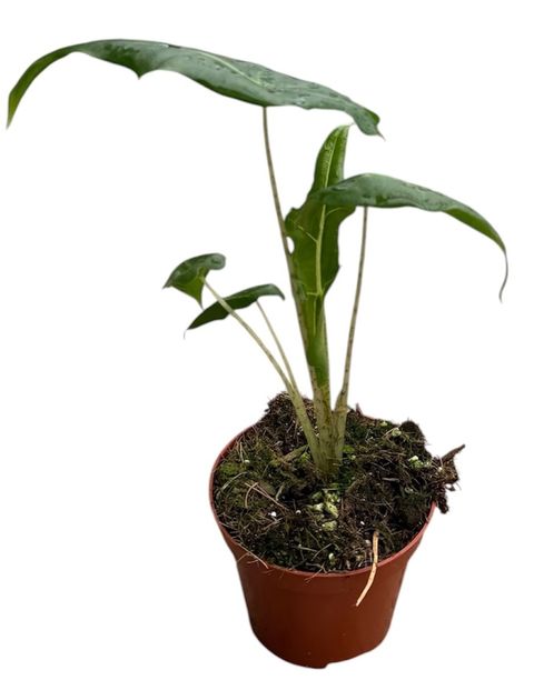 Alocasia portei 'Zebra'
