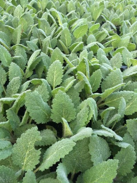 Salvia sclarea — Plant Wholesale FlorAccess