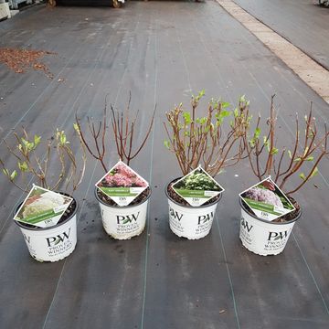 Hydrangea arborescens MIX