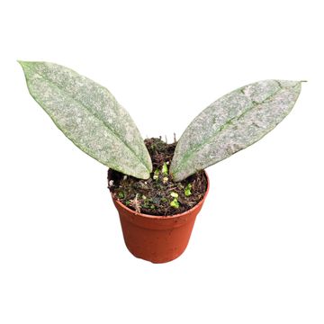 Hoya mitrata 'Silver'