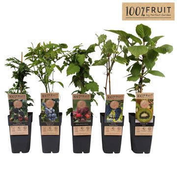 Plantas frutales MIX