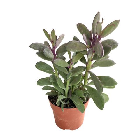 Senecio crassissimus