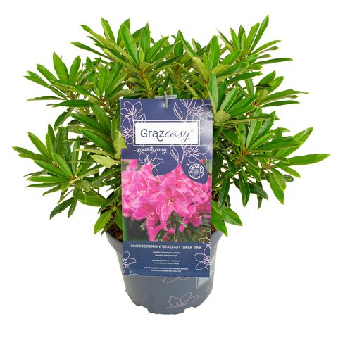 Rhododendron GRAZEASY