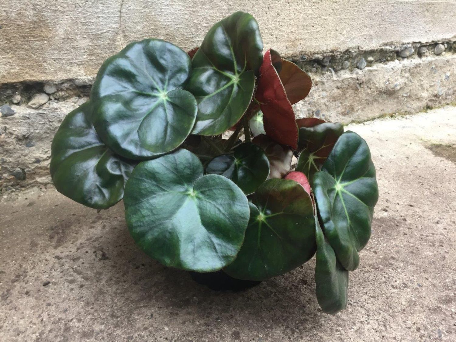 Begonia x erythrophylla — Plant Wholesale FlorAccess