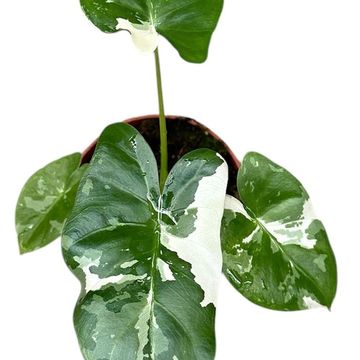 Alocasia macrorrhizos 'Variegata'