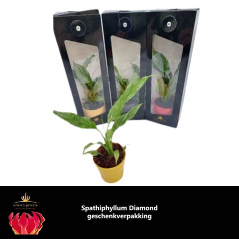 Spathiphyllum DIAMOND