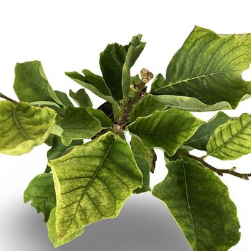 Magnolia 'Yellow Lantern'