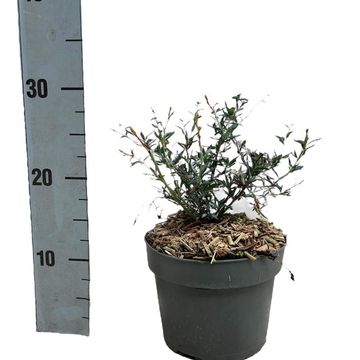 Berberis x stenophylla
