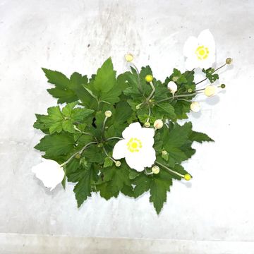 Anemone x hybrida 'Honorine Jobert'