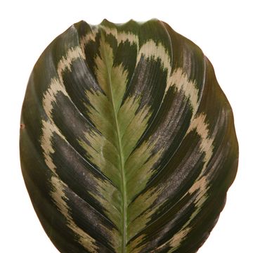 Calathea 'Medallion'