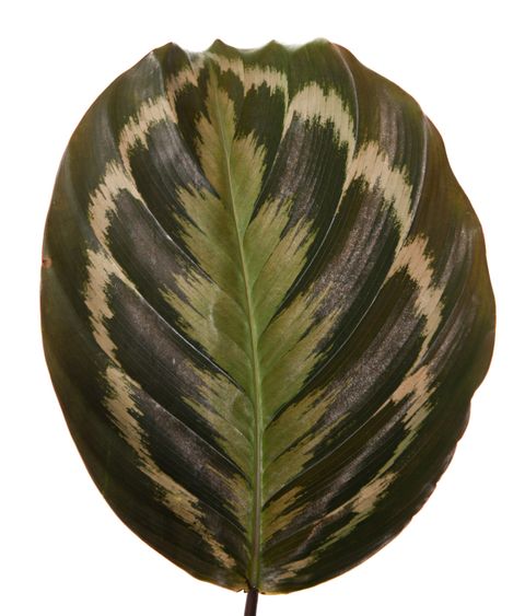 Calathea 'Medallion'