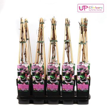 Clematis 'Pink Flamingo' (A)