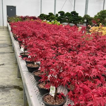 Acer palmatum 'Deshôjô'
