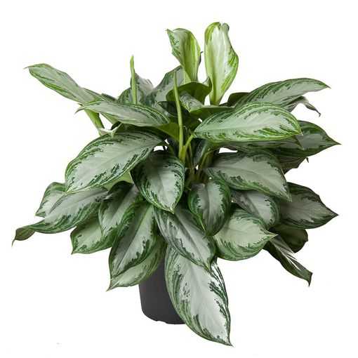 Aglaonema 'Silver Bay' (Ammerlaan, The Green Innovater)