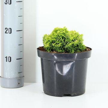 Chamaecyparis obtusa 'Butterball'