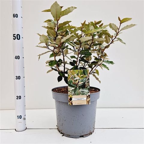 Elaeagnus x ebbingei 'Compacta'