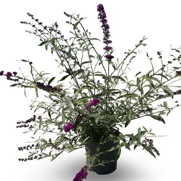 Buddleja davidii 'Royal Red'