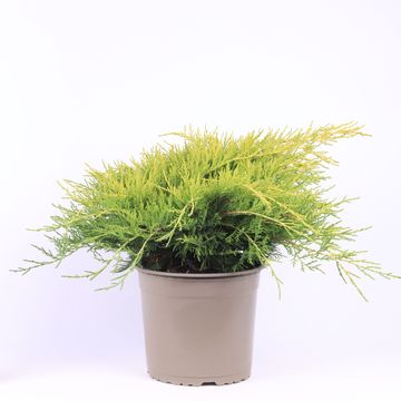 Juniperus x pfitzeriana 'Old Gold'