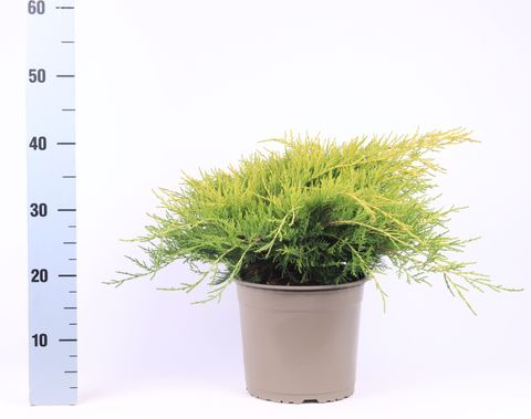Juniperus x pfitzeriana 'Old Gold'