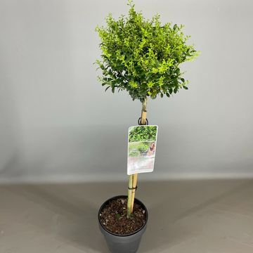 Ilex crenata 'Green Hedge'