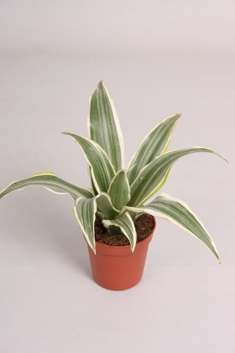 Dracaena fragrans 'Surprise'