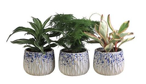 Houseplants MIX