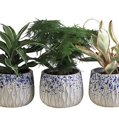 Houseplants MIX