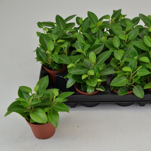 Peperomia 'Pixie' — Plant Wholesale FlorAccess