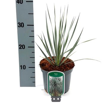 Yucca rostrata