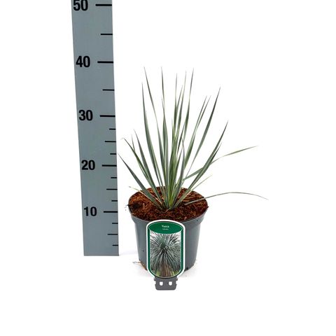 Yucca rostrata