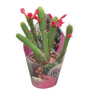 Cleistocactus baumannii