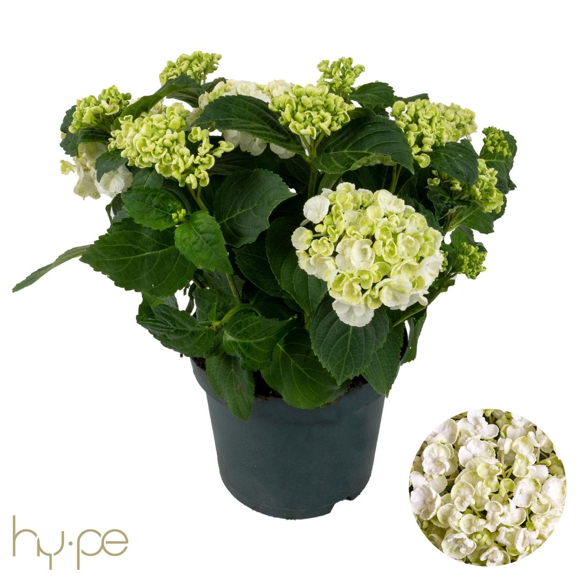 Hydrangea macrophylla CURLY WURLY WHITE — Plant Wholesale FlorAccess