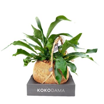 Platycerium bifurcatum