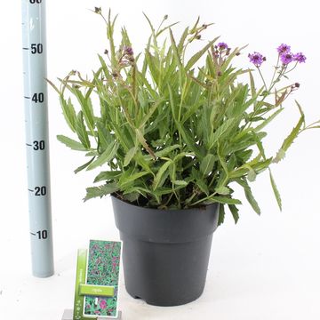 Verbena rigida