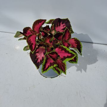 Coleus BLUMEI MIX