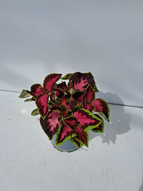 Coleus BLUMEI MIX