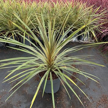 Cordyline australis 'Torbay Dazzler'