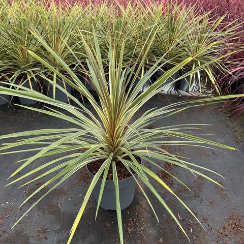 Cordyline australis 'Torbay Dazzler'