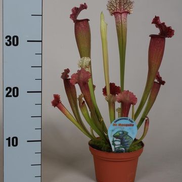 Sarracenia 'Juthatip Soper'