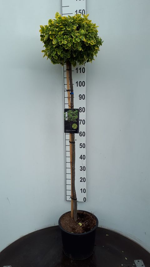 Euonymus fortunei 'Canadale Gold'