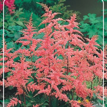 Astilbe 'Bressingham Beauty'