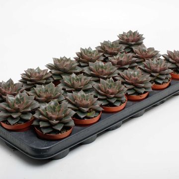 Echeveria purpusorum