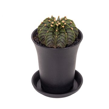 Gymnocalycium GREEN STRIPE