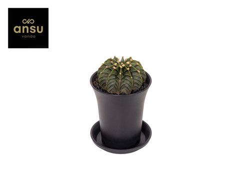 Gymnocalycium GREEN STRIPE