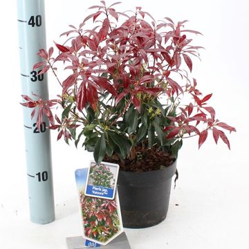 Pieris japonica 'Katsura'