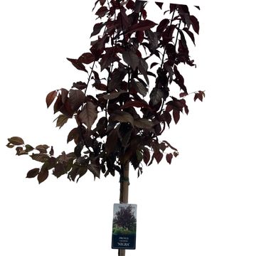 Prunus cerasifera 'Nigra'